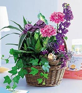 Garden Comforts