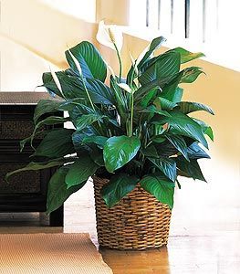 Medium Spathiphyllum Plant