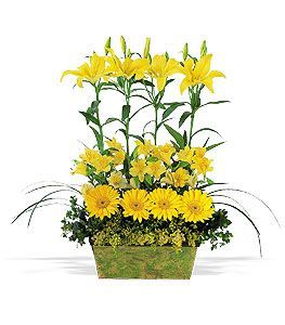 Yellow Garden Rows